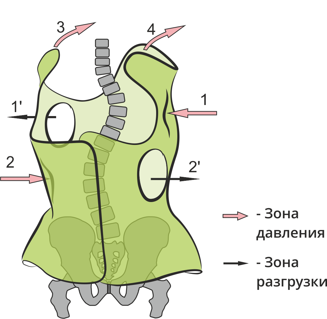 Механизм действия корсета